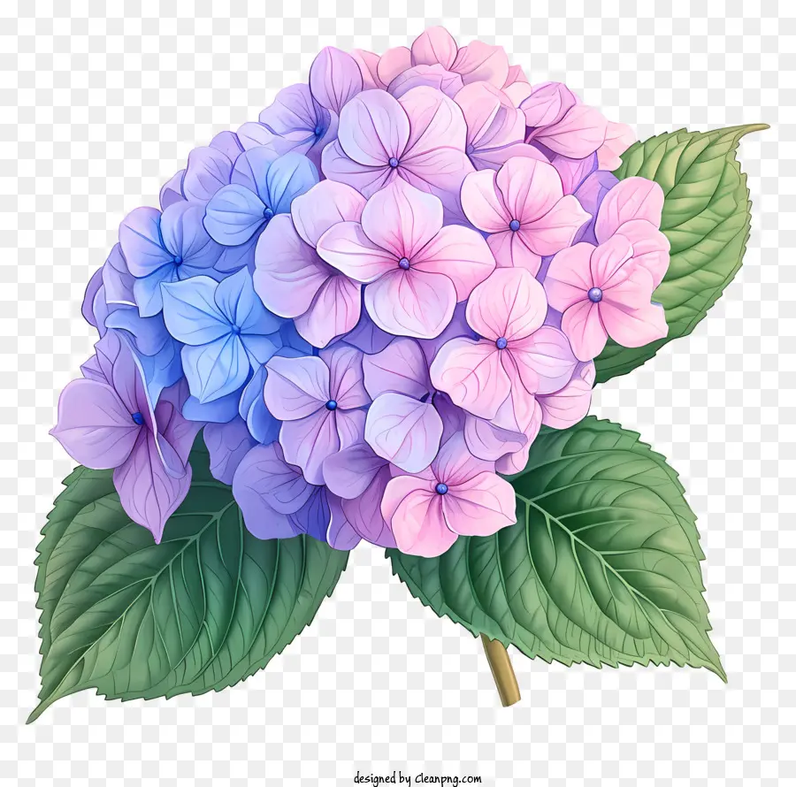 Flor Da Hortênsia Desenhada à Mão，Flor De Hidrante Azul PNG