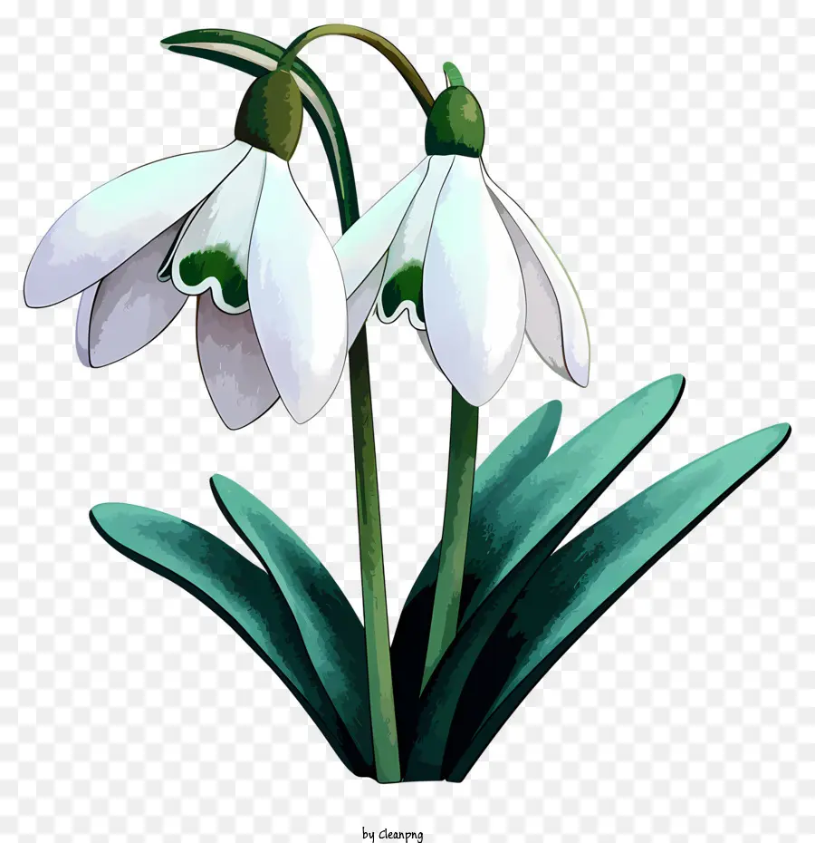 Estilo De Esboço Flor De Snowdrop，Flores Brancas PNG