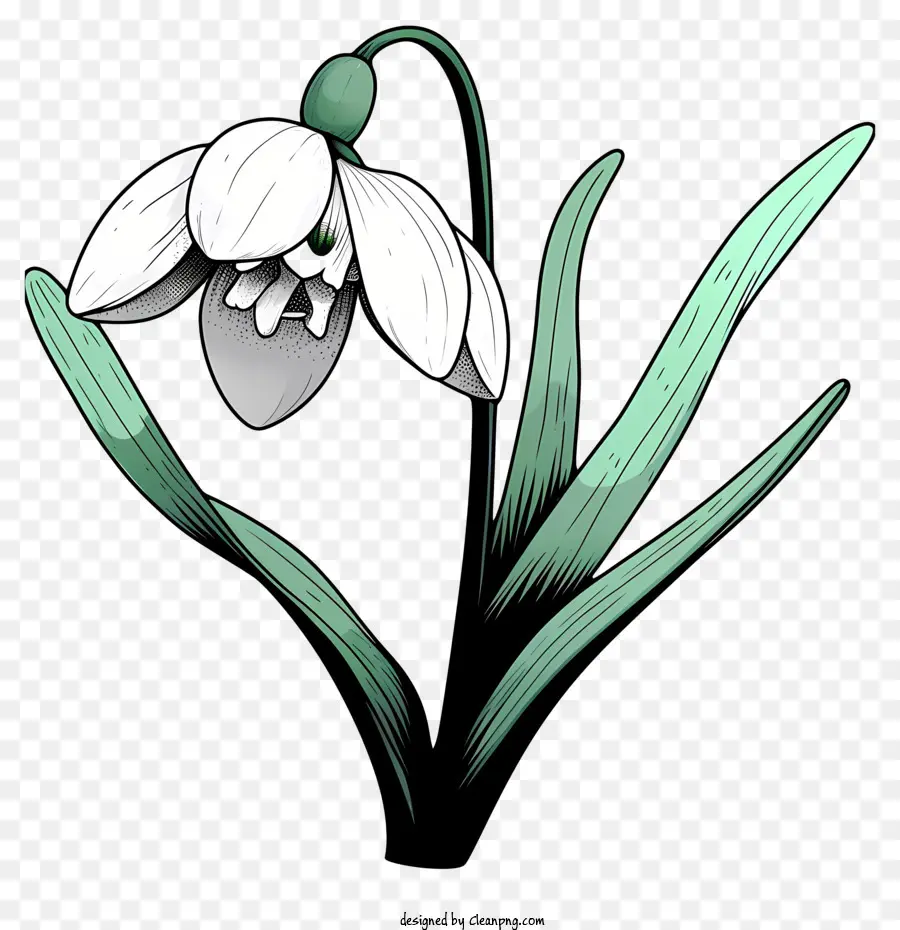 Estilo De Esboço Flor De Snowdrop，Flor Branca PNG