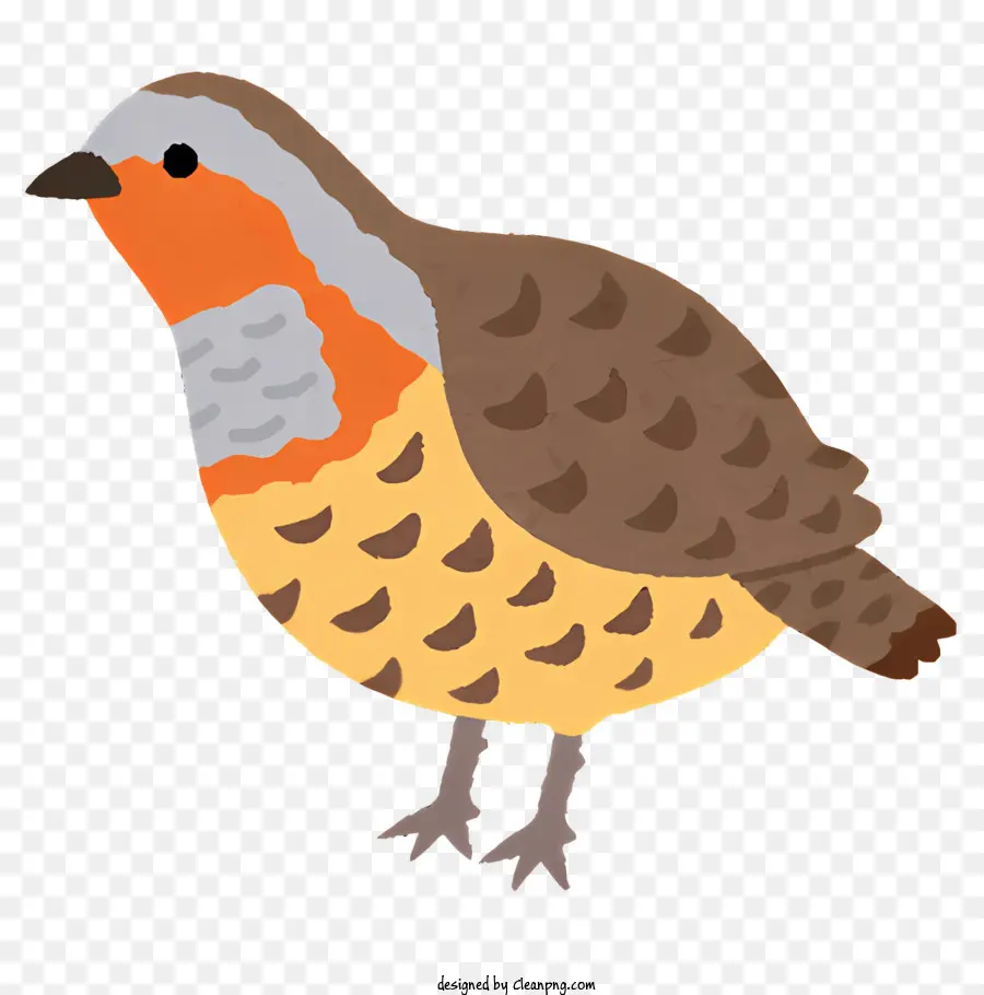 Aves，Brown Penas PNG