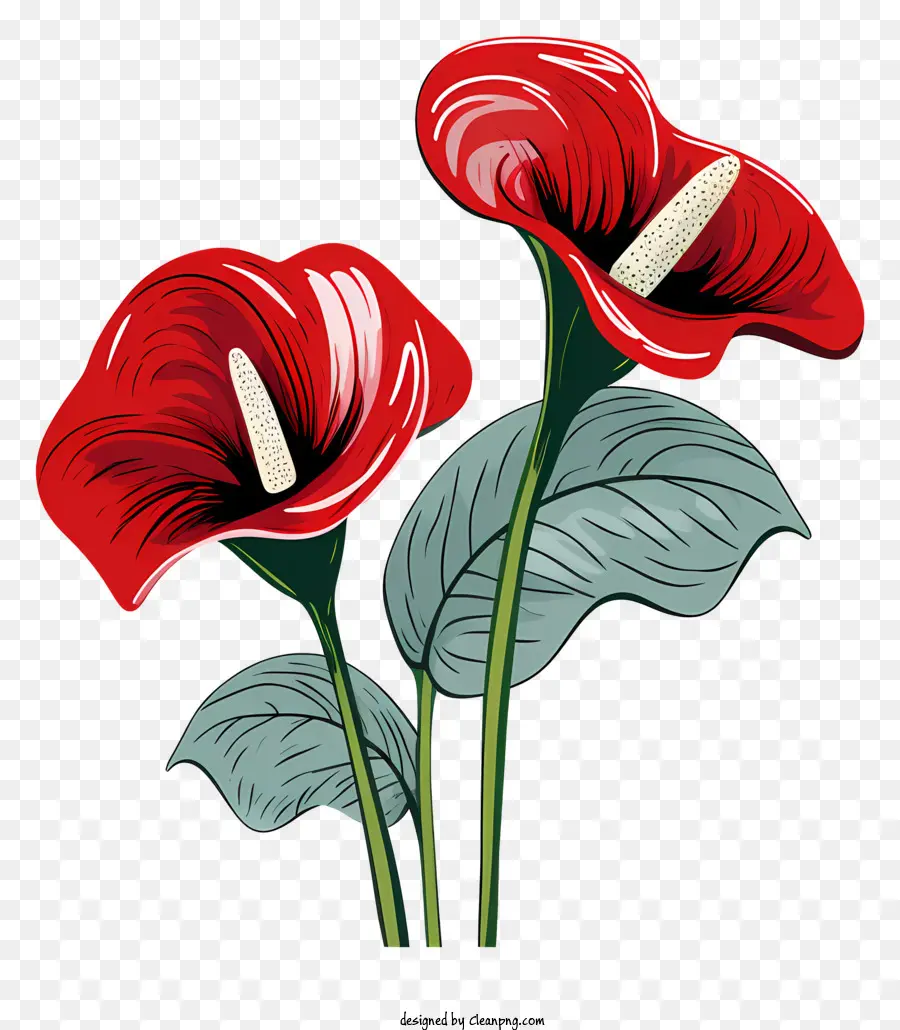Flor De Antúrio，Flores Vermelhas PNG