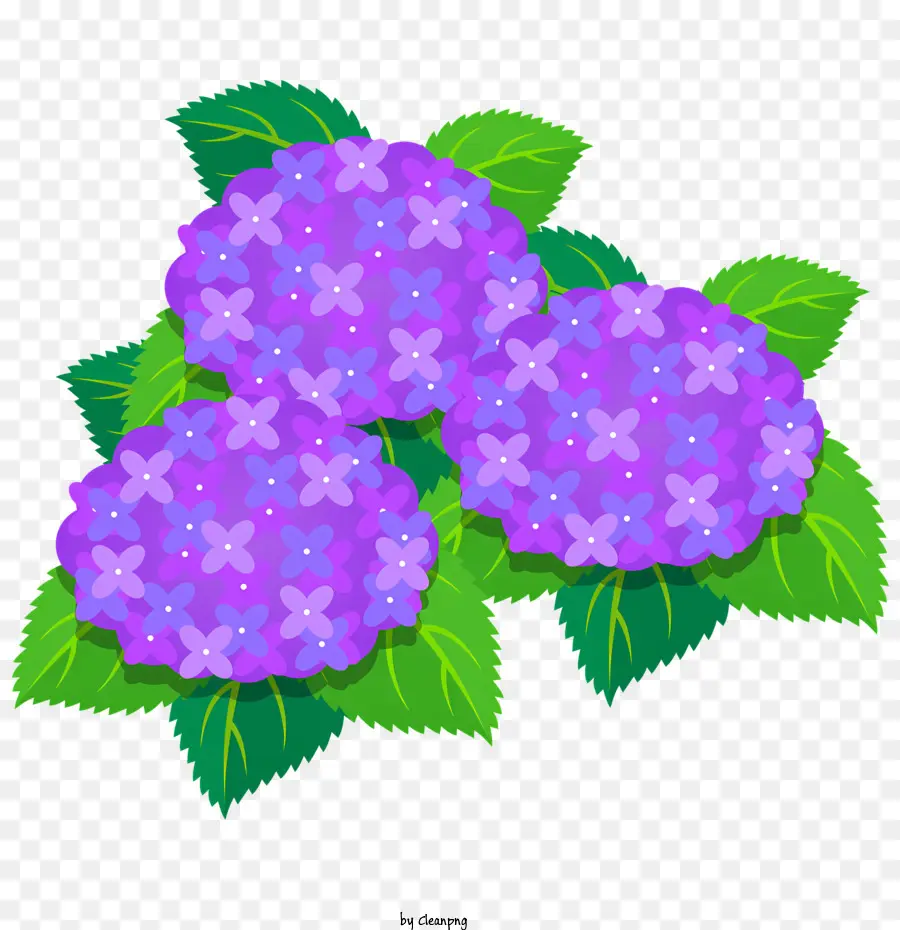 Flores，Habilhas Roxas PNG