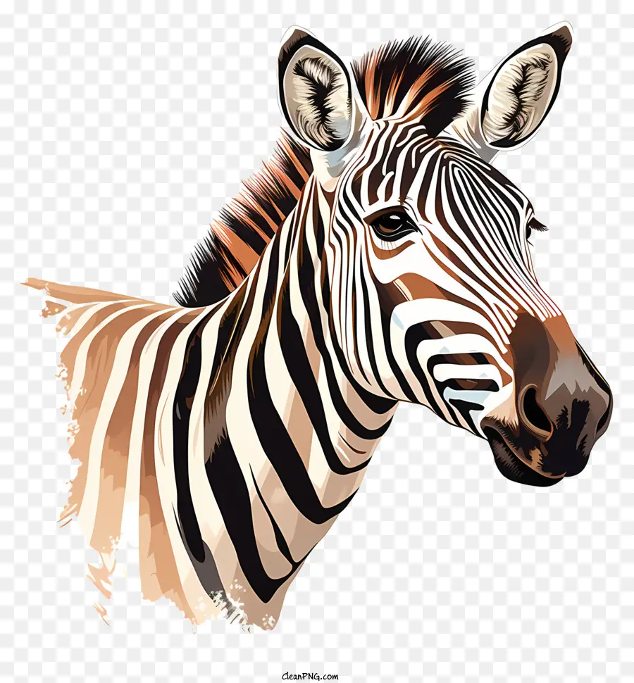 Zebra，Preto E Branco Zebra PNG