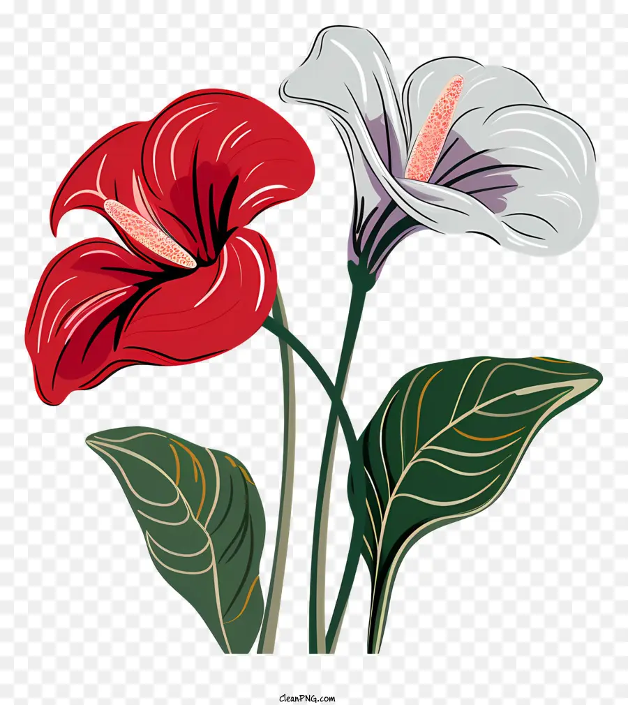 Flor De Antúrio，Flores PNG
