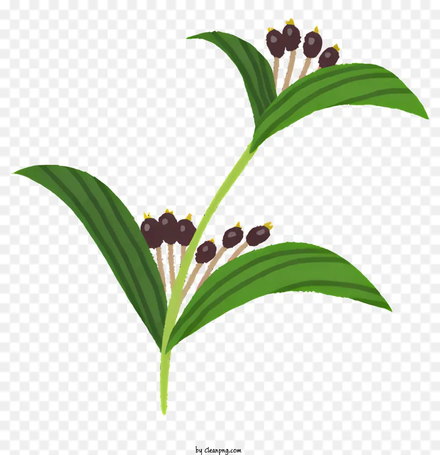 Planta，Planta Com Flores Marrons Escuras PNG