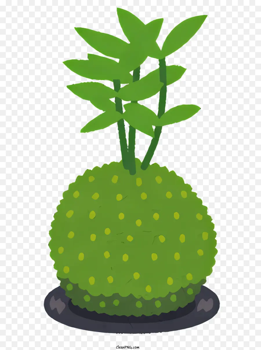 Planta，O Crescimento Da Planta PNG