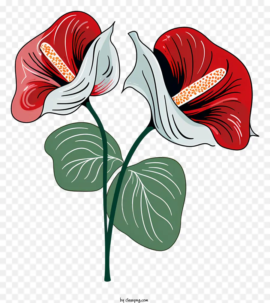 Flor De Antúrio，Flores Vermelhas E Brancas PNG