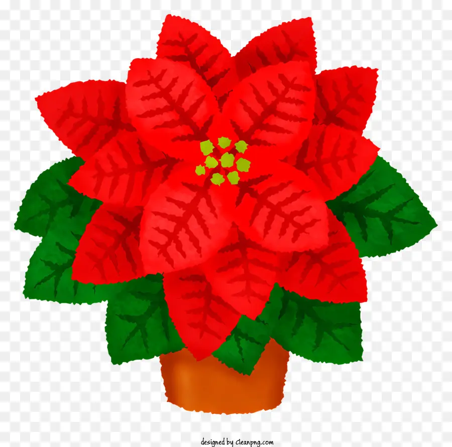 Poinsétia Em Vasos，Planta De Red Poinsettia PNG