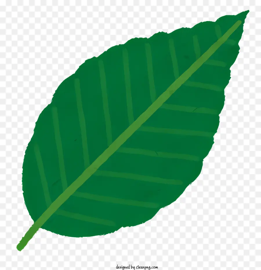 Planta，Folha Verde PNG