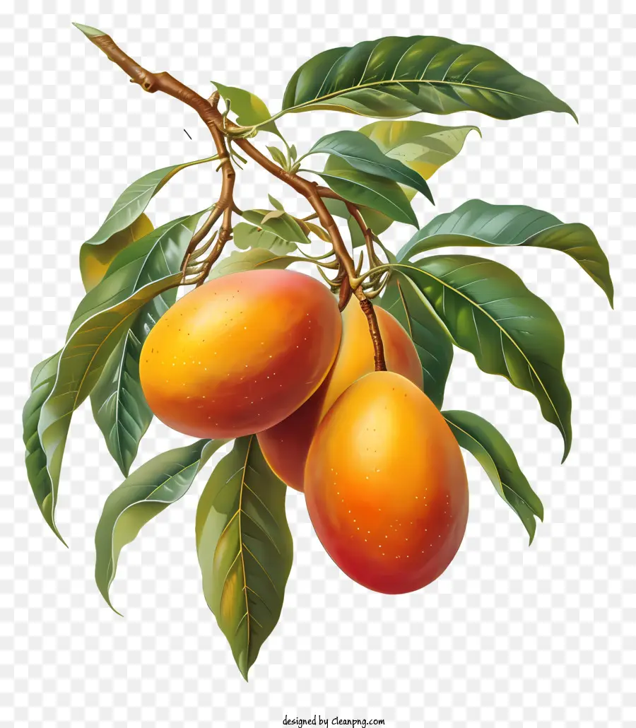 Mango，Mango Tree PNG