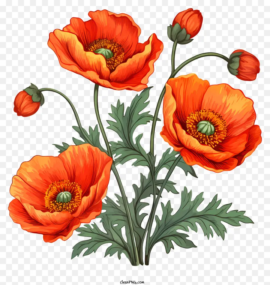 Flores De Papoula，Desenho PNG