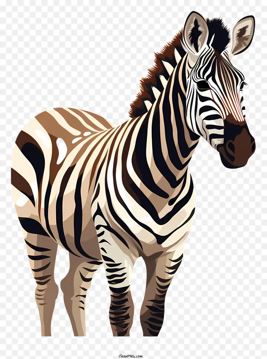 Zebra，Animais PNG