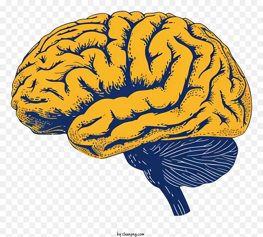 Mente Cérebro，Cérebro Humano PNG