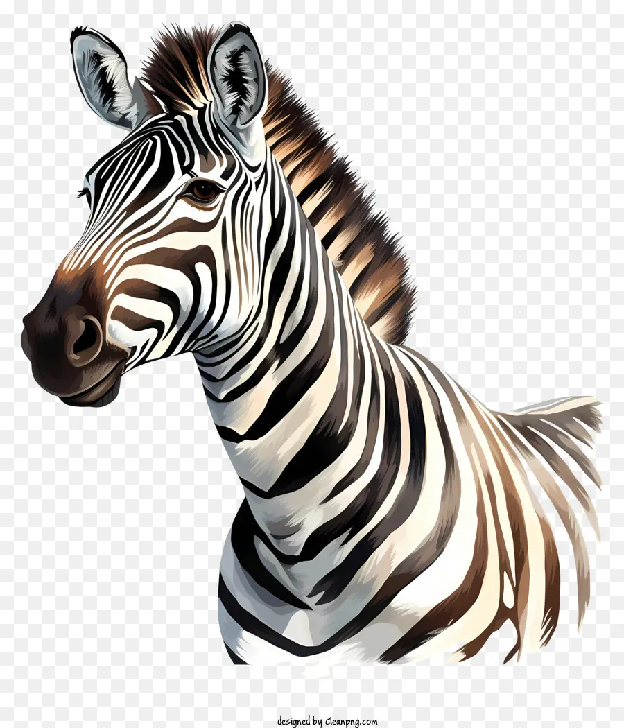 Zebra，Listras Preto E Branco PNG