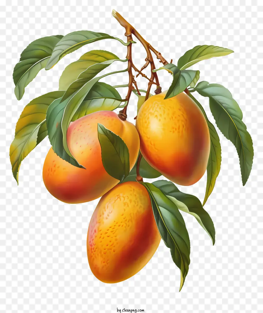Mango，Mangas PNG