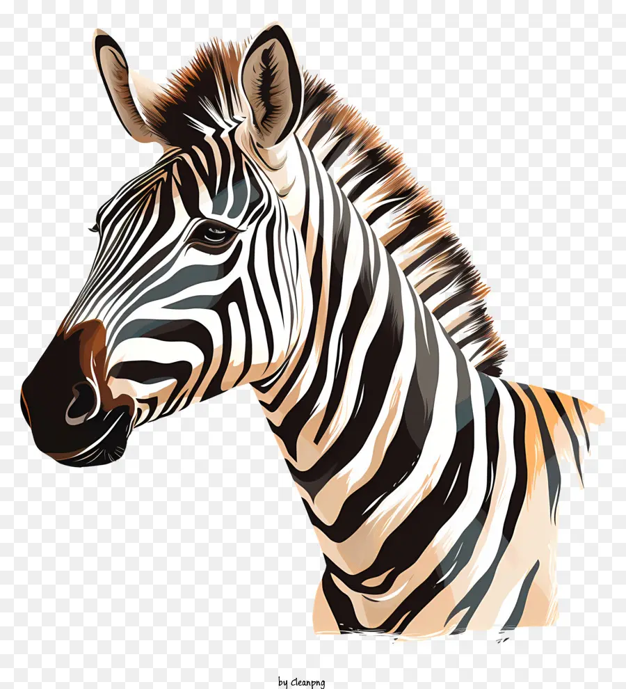 Zebra，Tiro Na Cabeça Da Zebra PNG