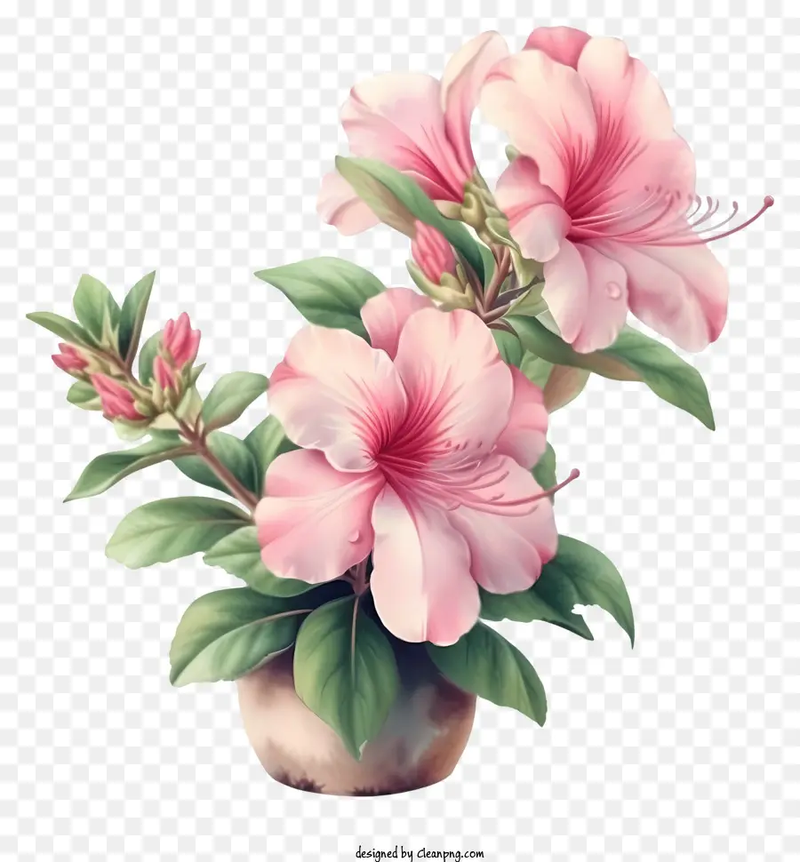 Design De Vetor De Flores De Azalea Elegante，Planta De Vaso PNG