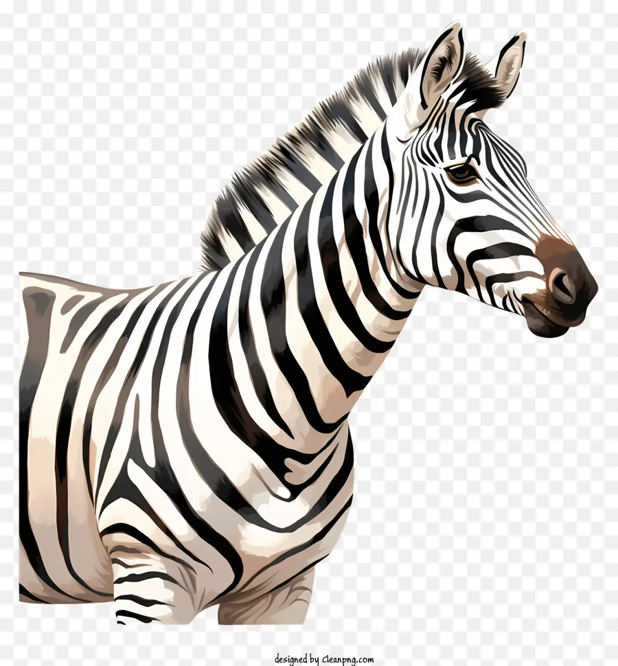 Zebra，Pernas Traseiras PNG
