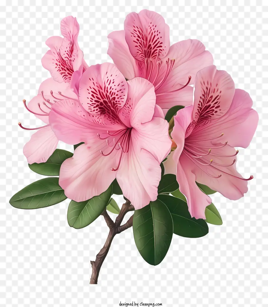 Flor Azalea，Flores De Rododendro Rosa PNG