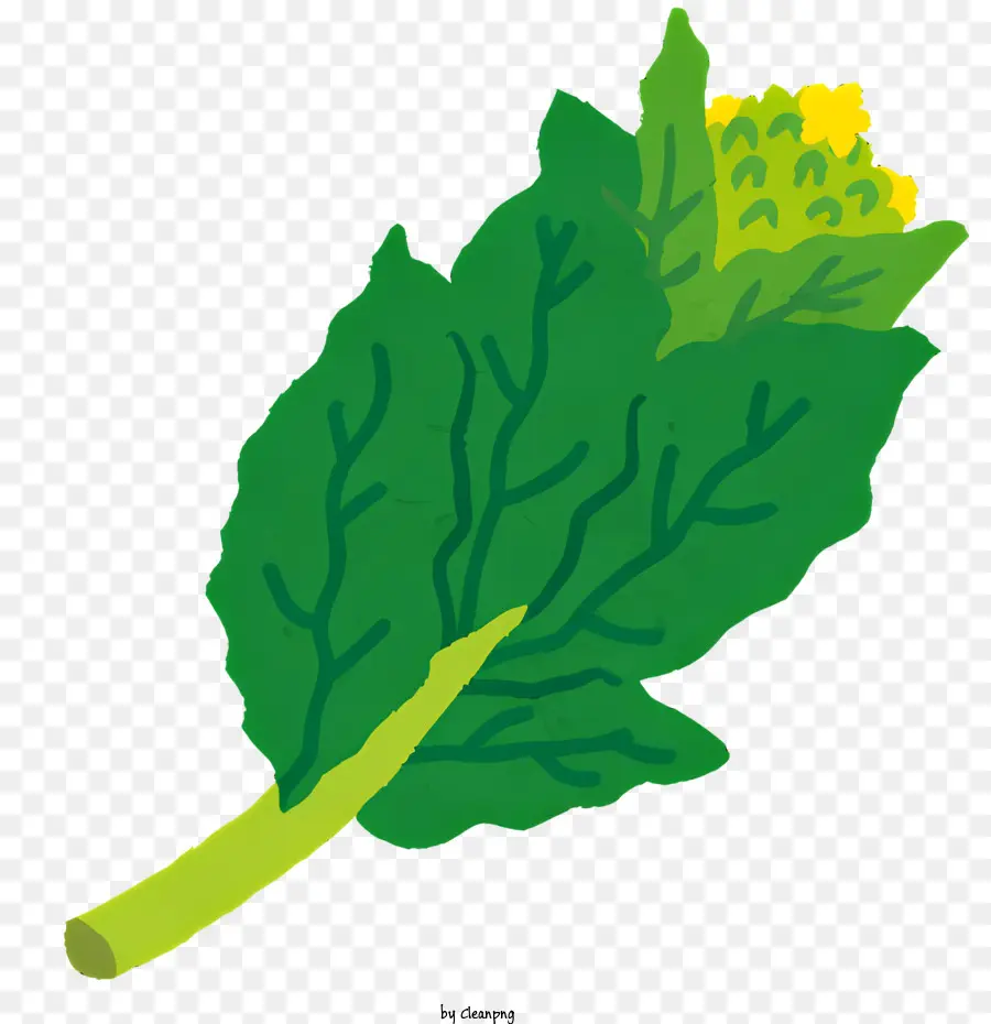 Planta De Brócolis，Folhas Verdes PNG