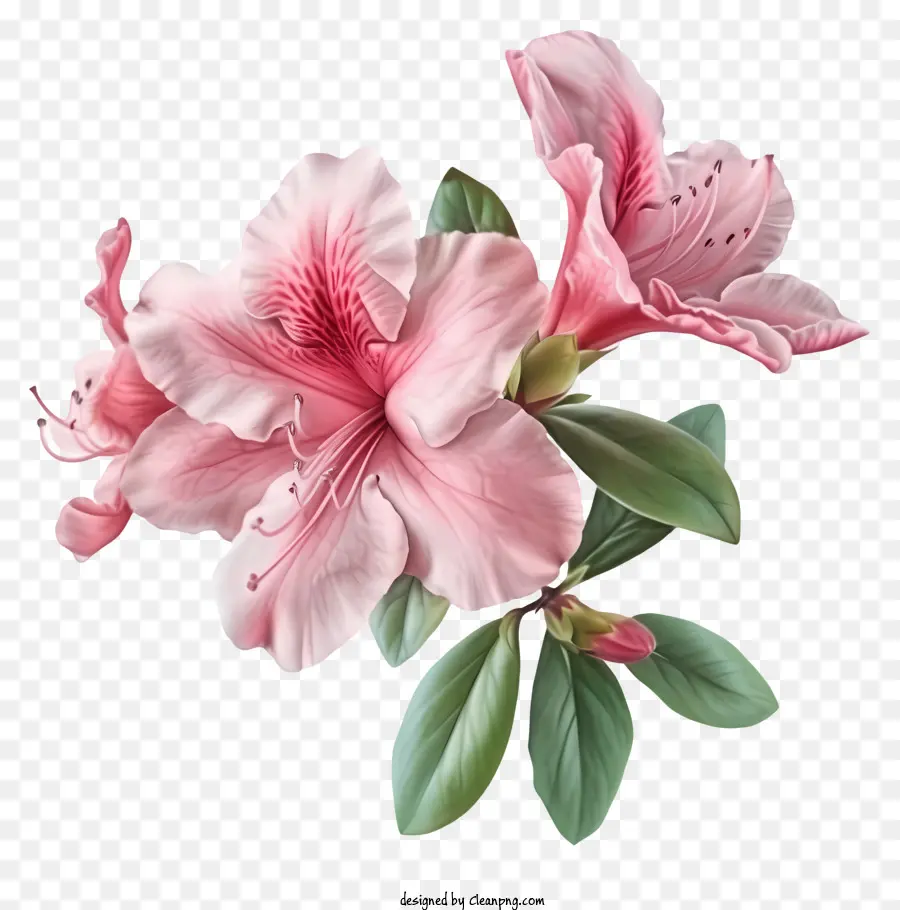 Flor De Azalea Elegante Realista，Flores Cor De Rosa PNG