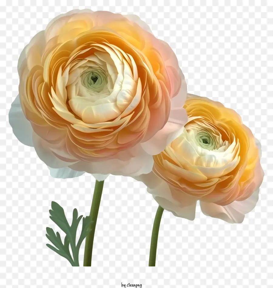 Vetor De Flor De Ranunculus Elegante 3d，Flores De Pansy Laranja PNG