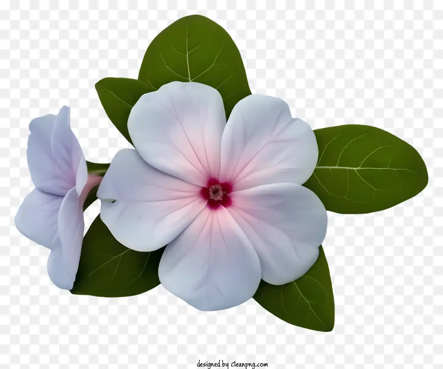 Flor Elegante De Pervinca，Cor De Rosa E Flor Branca PNG