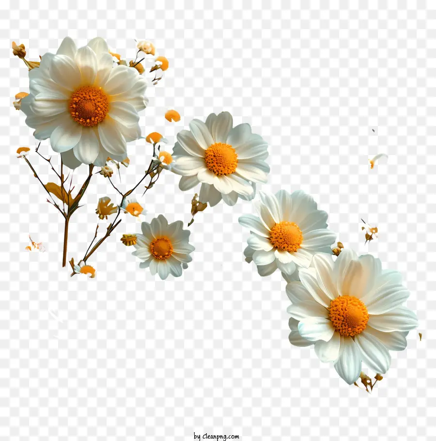 Fundo De Padrão Floral，Daisies Brancos PNG