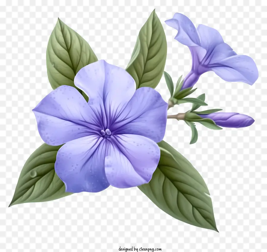 Ilustrações Detalhadas，Flor Elegante De Pervinca PNG