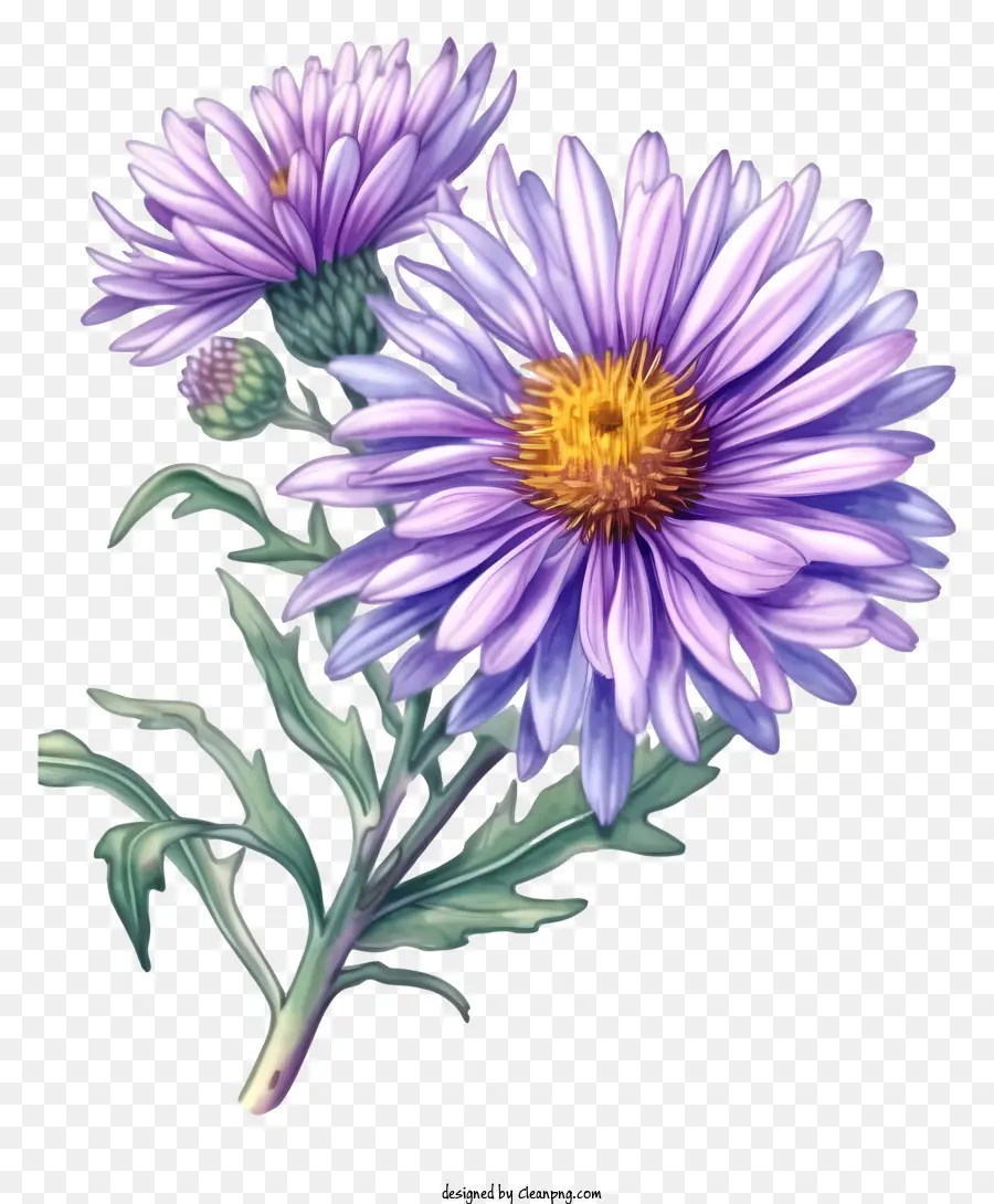 Flor De Aster Elegante E Desenhada à Mão，Flor Roxa PNG