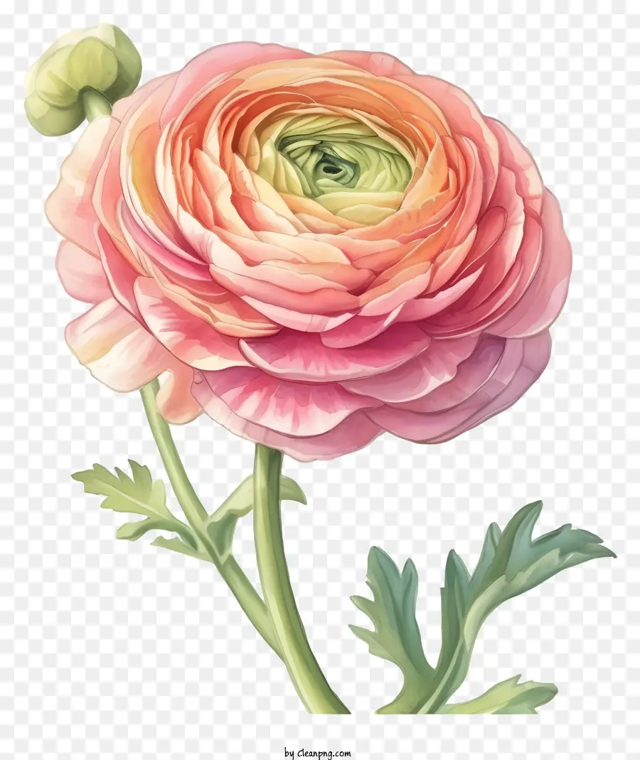 Flor De Ranunculus Elegante E Elegante，Espécies De Flores PNG