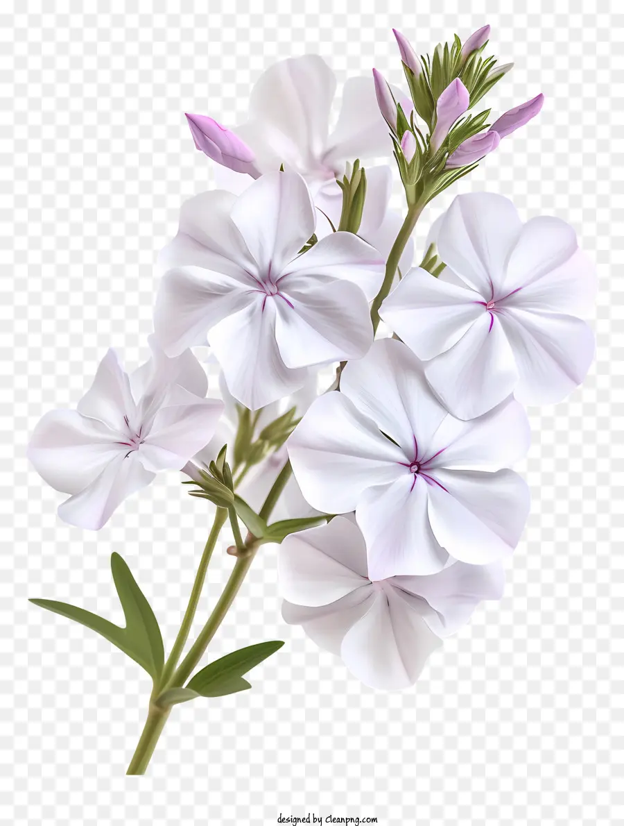 Flor De Flox，Flor Branca PNG