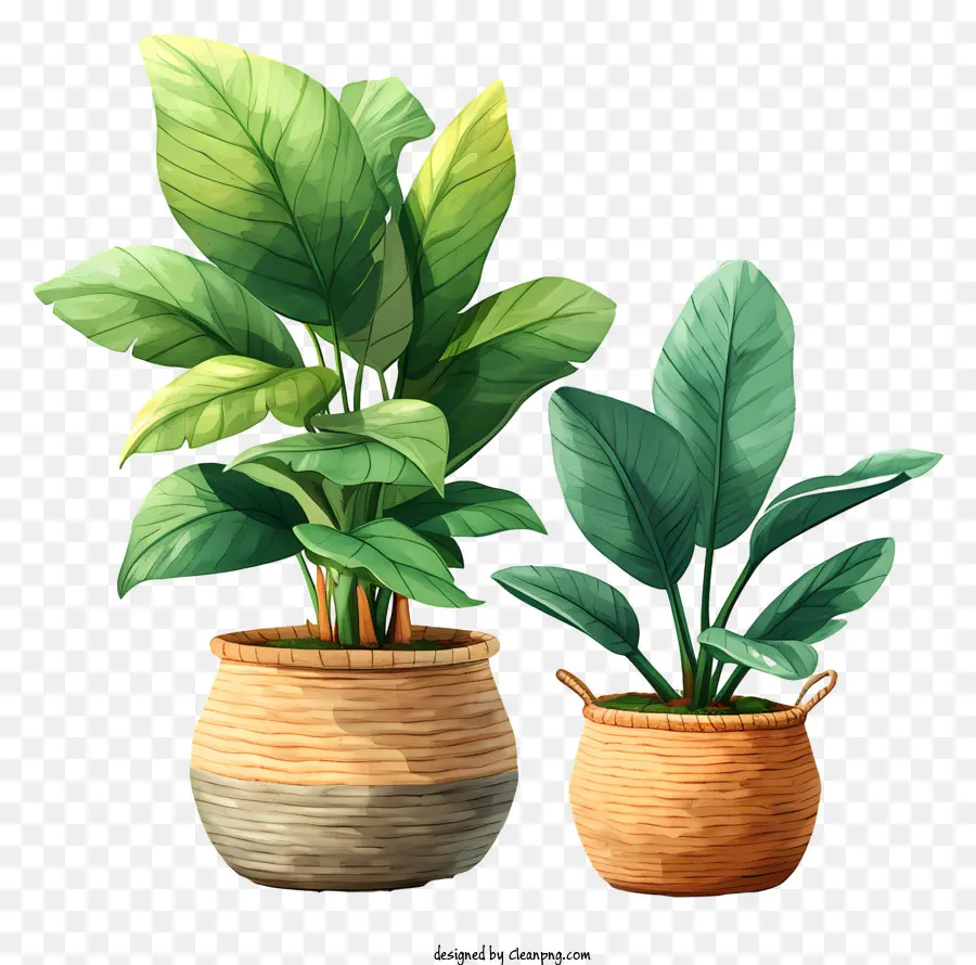 Planta，Plantas PNG
