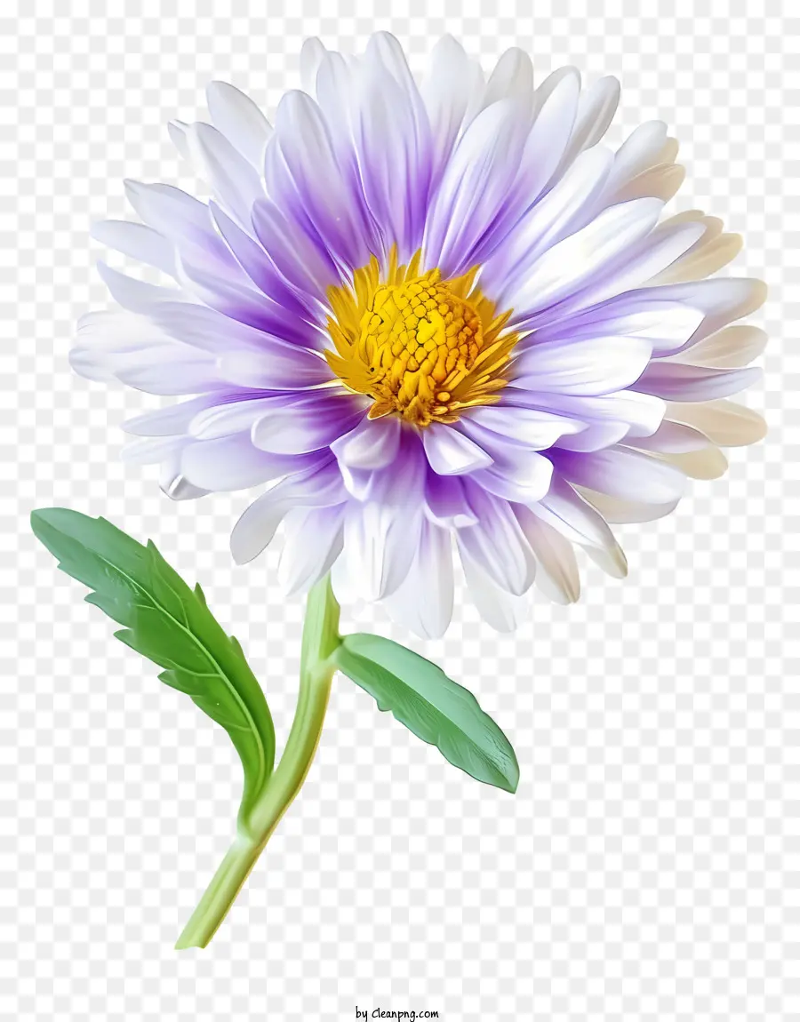 Flor De Aster Elegante，Flor Branca PNG