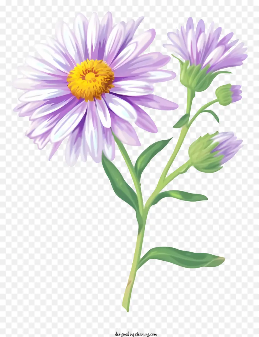 Ícone Elegante De Flor De Aster，Roxo Daisy PNG