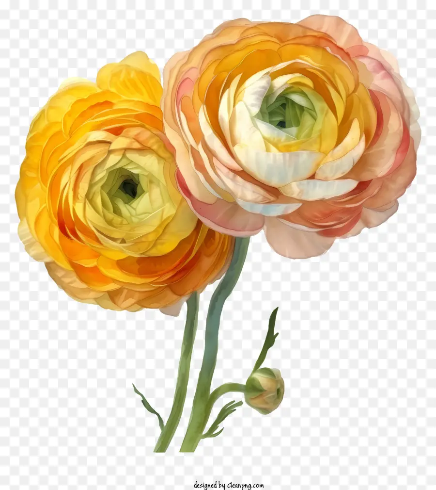 Flor De Ranunculus Elegante E Elegante，Flores Murchas PNG