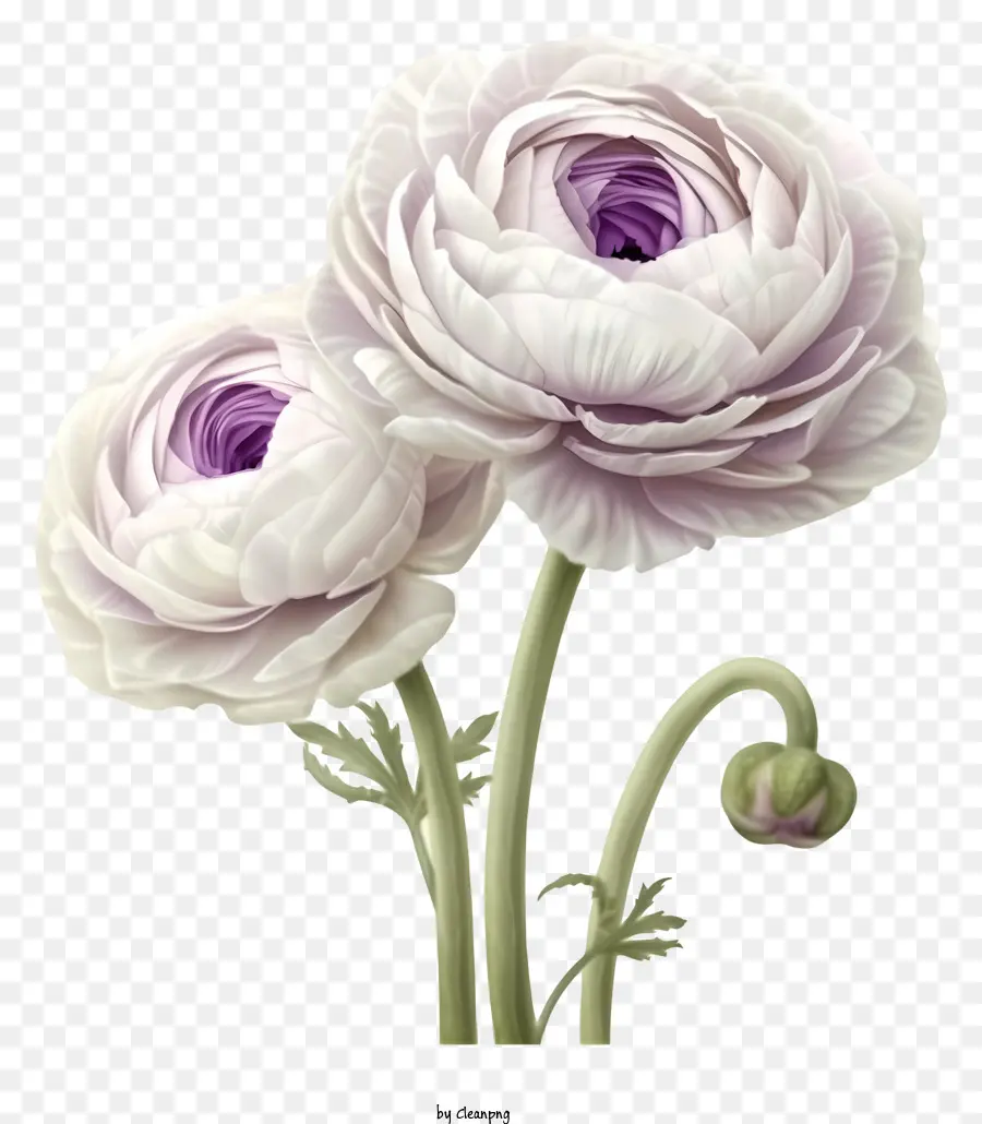 Vetor De Flor De Ranunculus Elegante 3d，Flores Da Poinsettia PNG