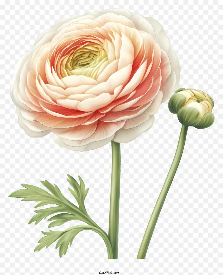 Ilustrações Detalhadas，Flor Elegante De Ranunculus PNG
