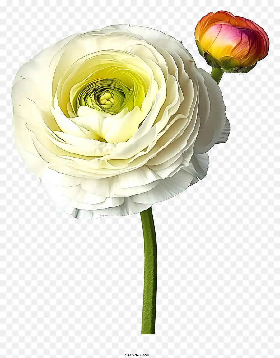 Ranunculus Flor，Flor Branca PNG