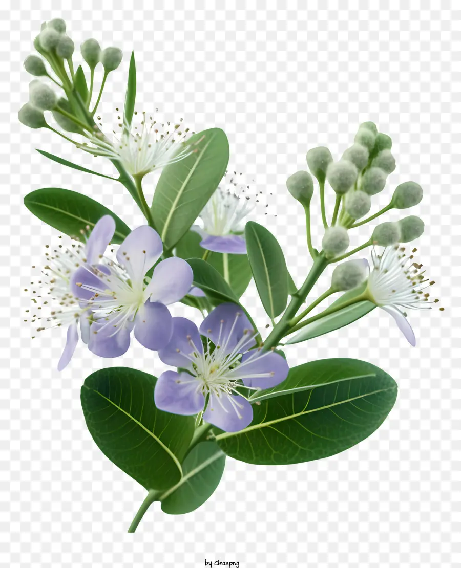 Flor Elegante De Murta，Pequena Flor Branca PNG