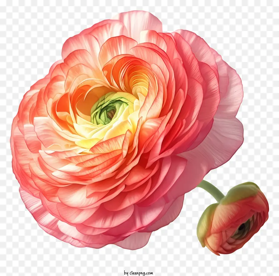 Ranunculus Flor，Flor PNG