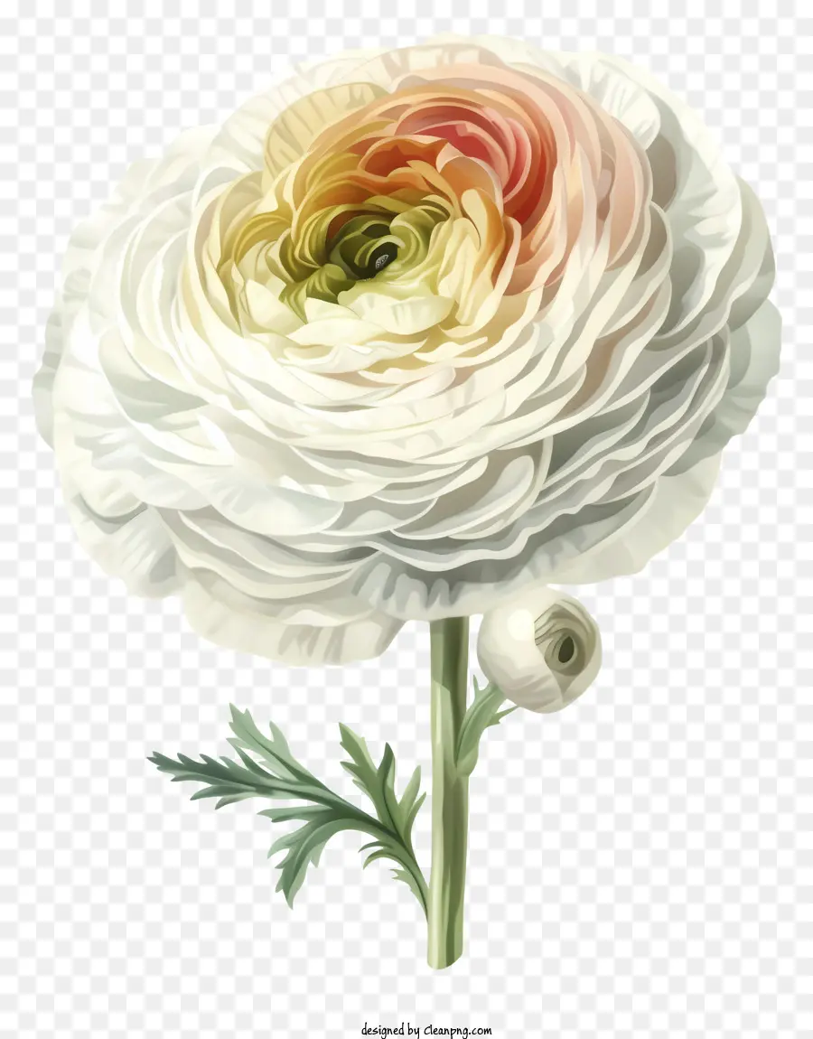 Icon Elegante De Flor Ranunculus，Rosa Branca PNG