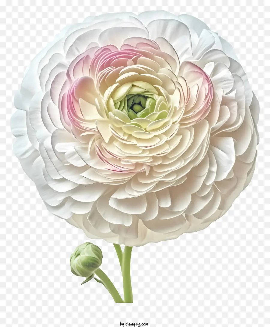 Flor Ranunculus Elegante E Elegante，Lírio De Calla PNG