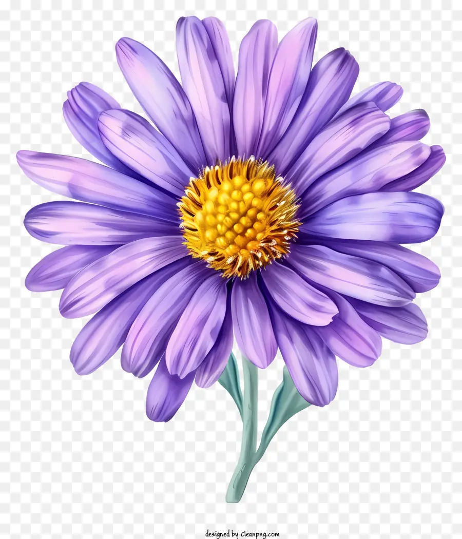 Flor De Aster Elegante，Aster Roxo PNG