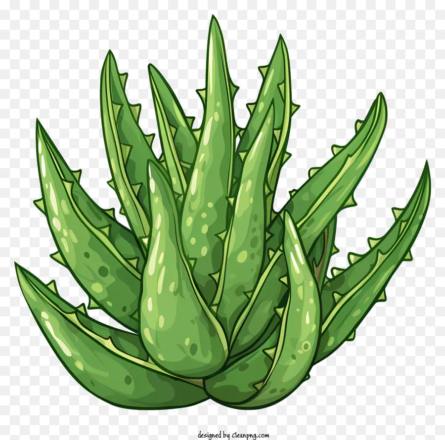 Aloe Vera Folha，Suculenta Planta PNG