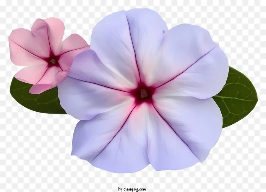 Flor Elegante De Pervinca，Flor PNG