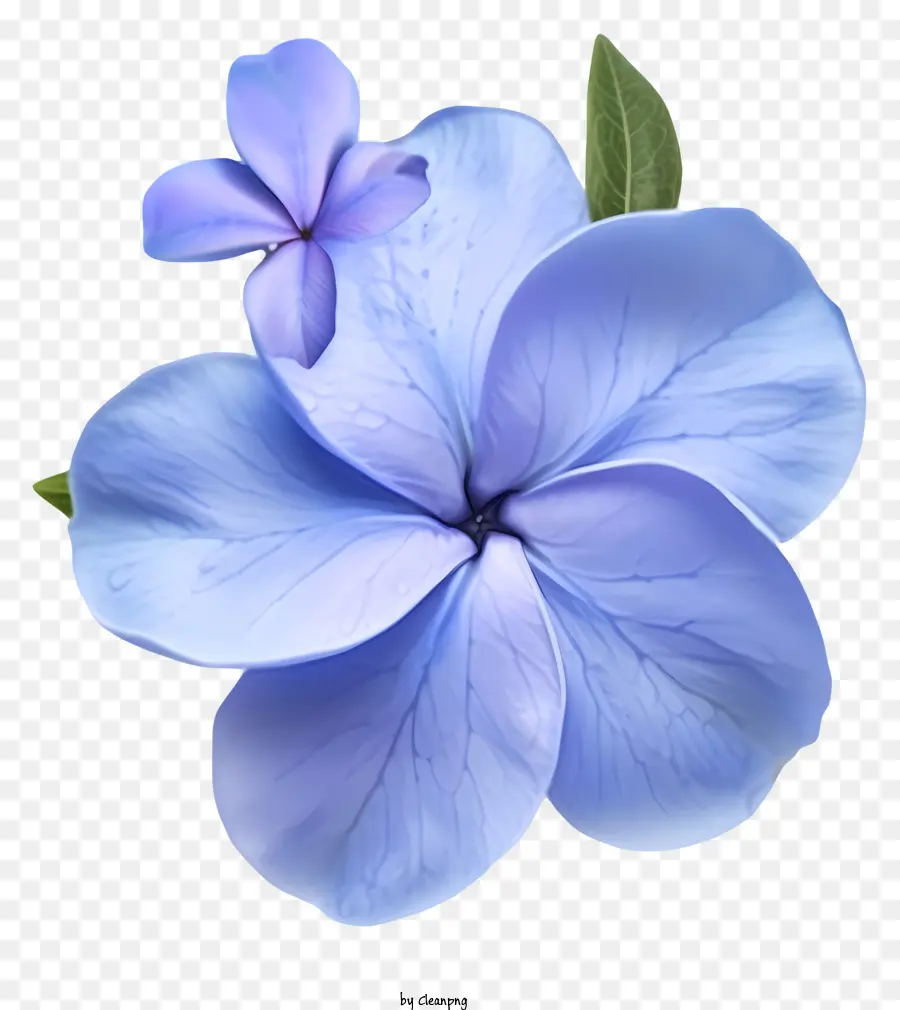 Ícone Elegante De Flor Periwinkle，Flor Azul PNG