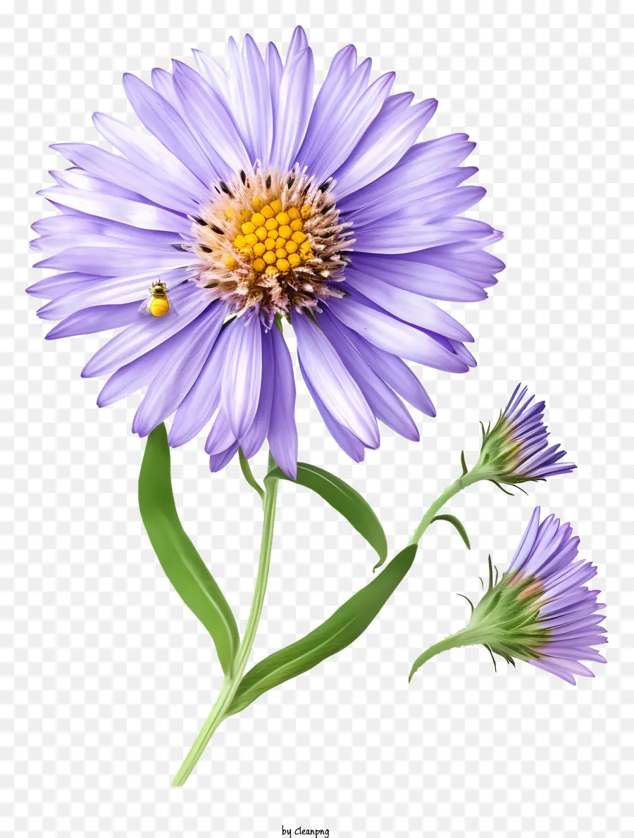 Flor De Aster Elegante，Flor Roxa PNG