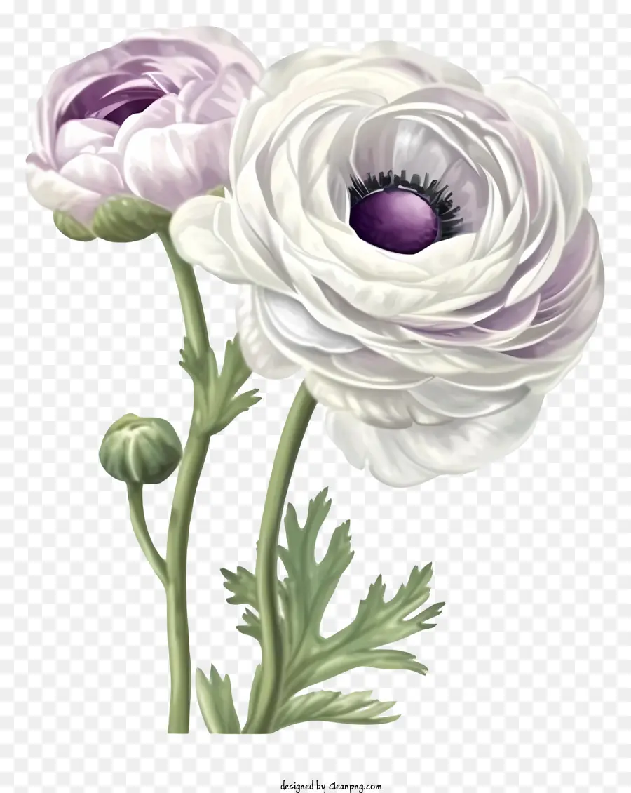 Elegante Ranunculus Flower Vector Draw Design，Anêmonas Brancas PNG