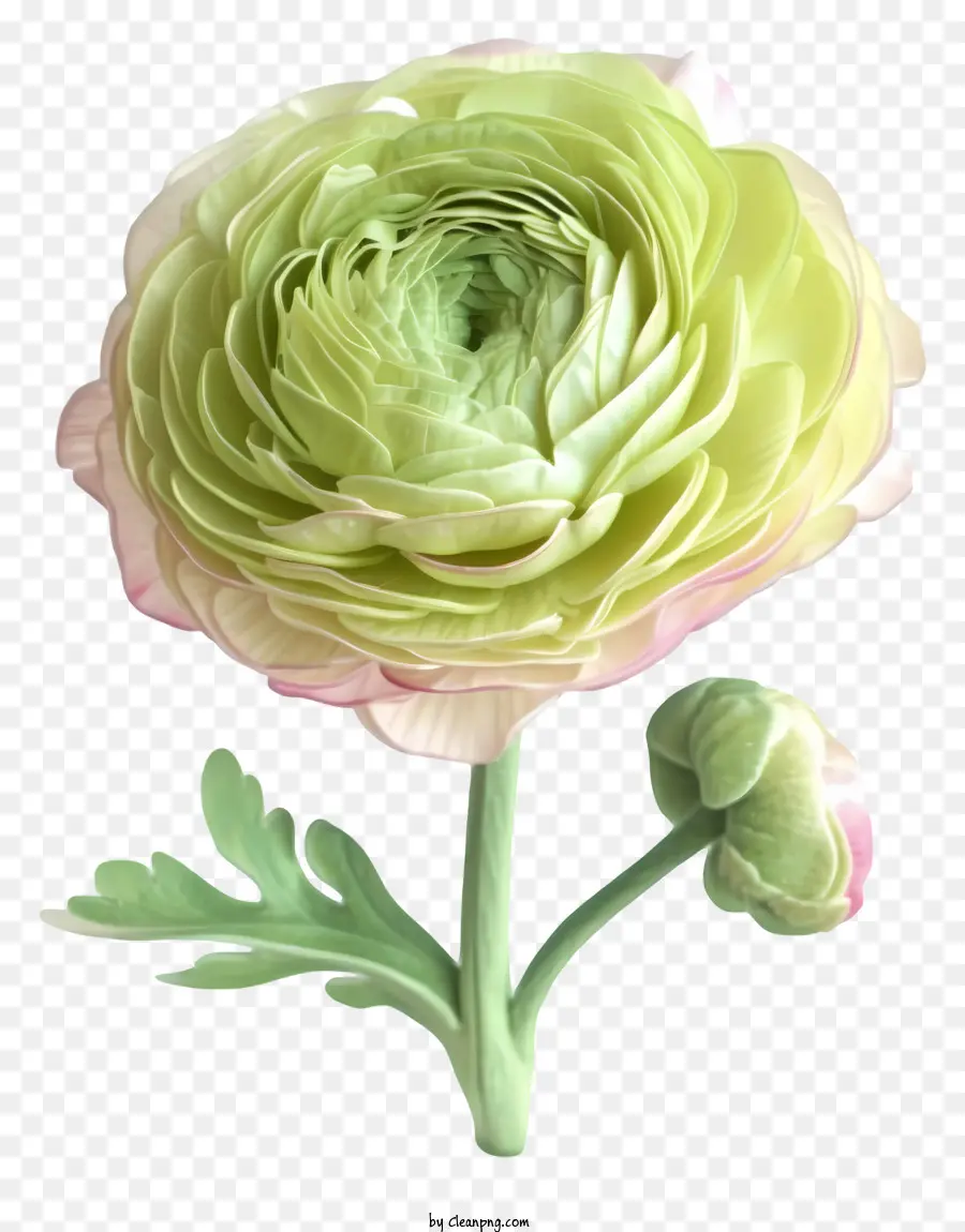 Flor De Ranúnculo Plana E Elegante，Flor Rosa E Verde PNG